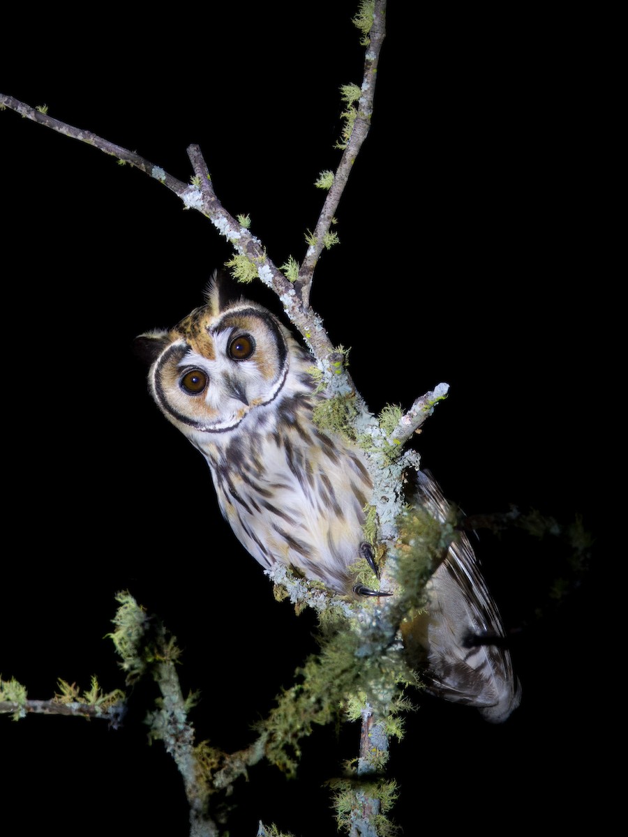 Striped Owl - ML646419676