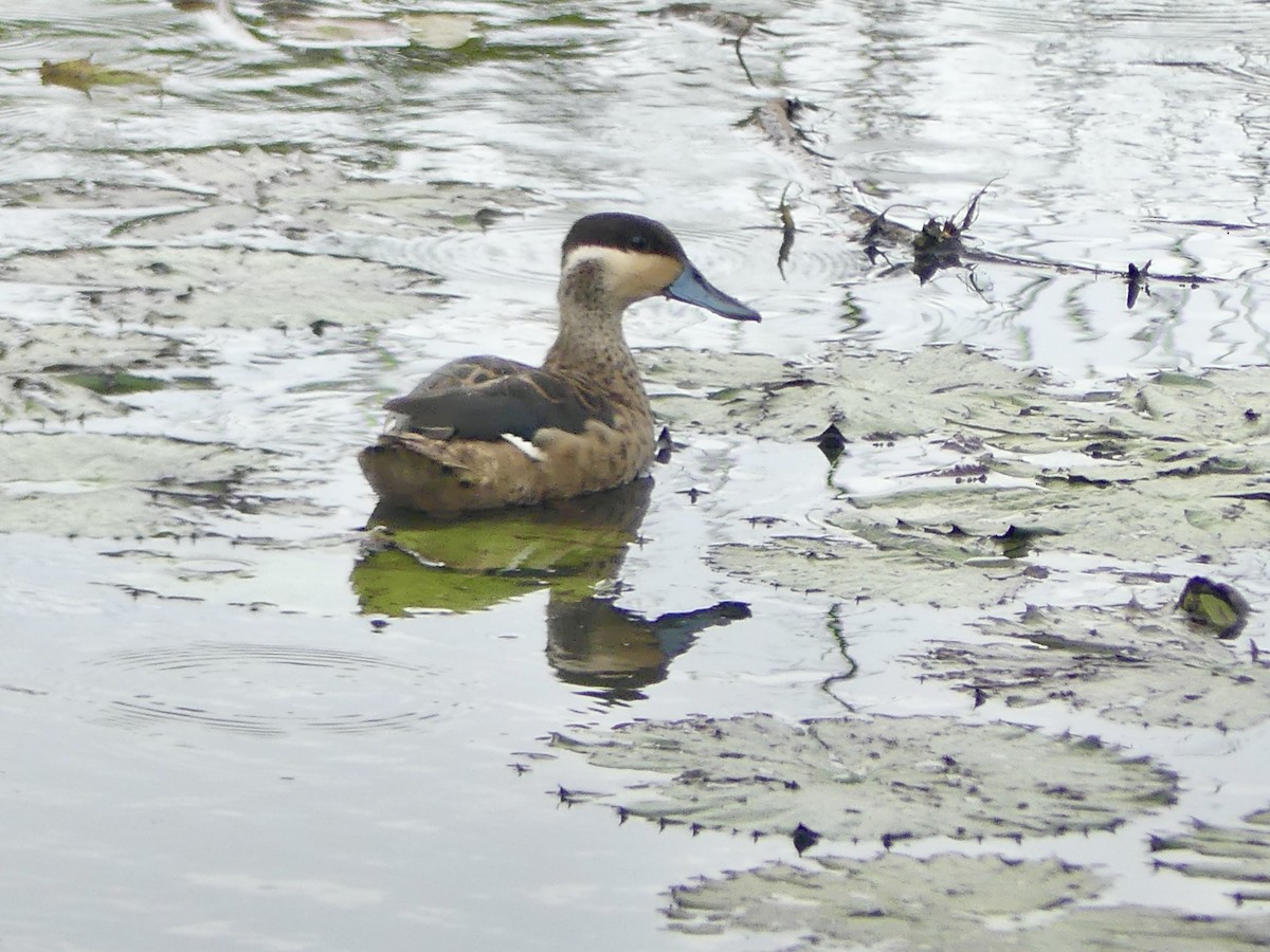 Blue-billed Teal - ML646419678