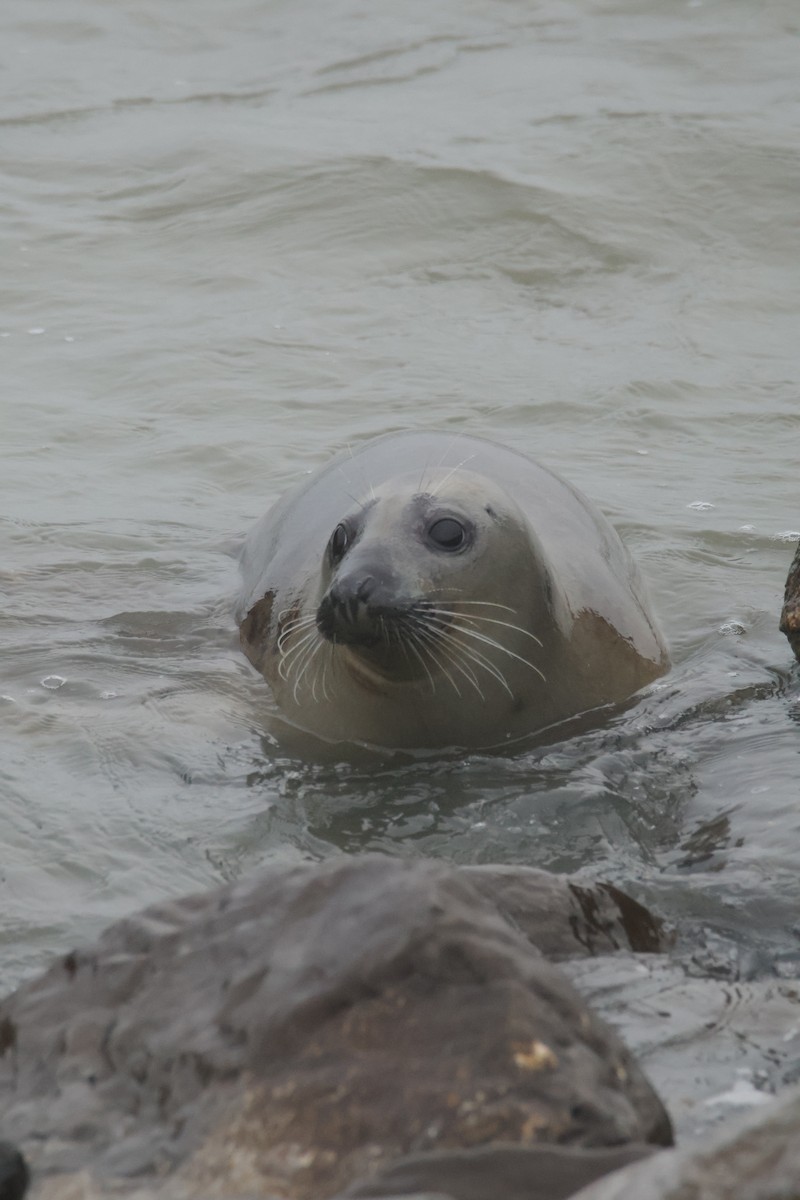 ハイイロアザラシ - ML646419683