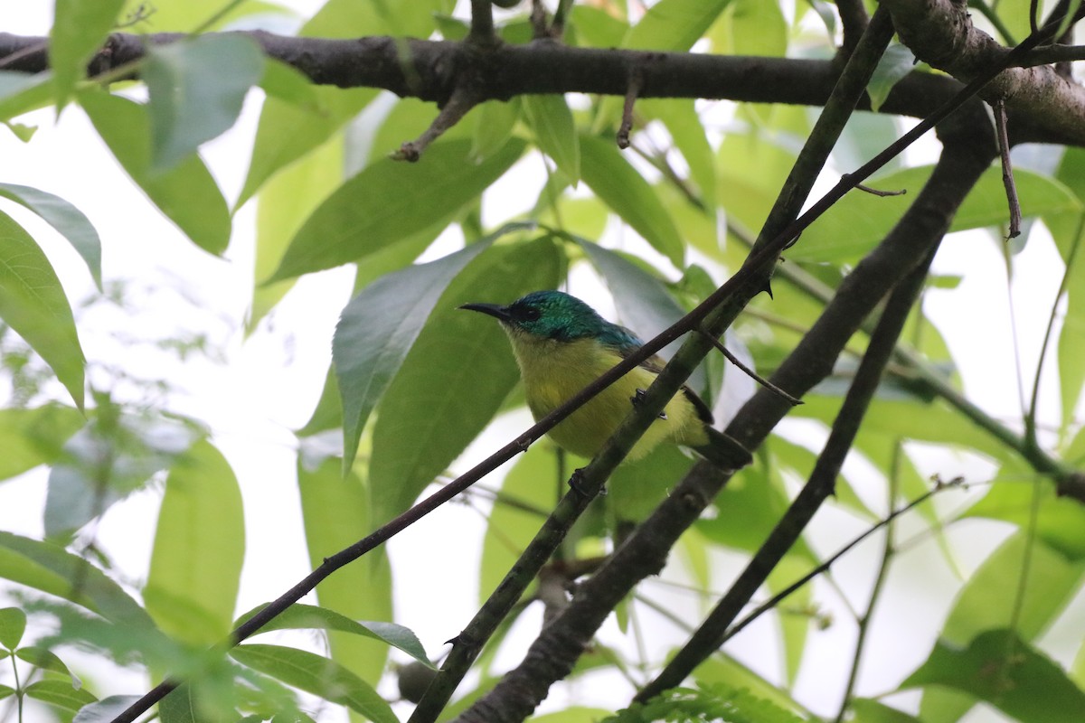 Саїманга зеленовола - ML646419687