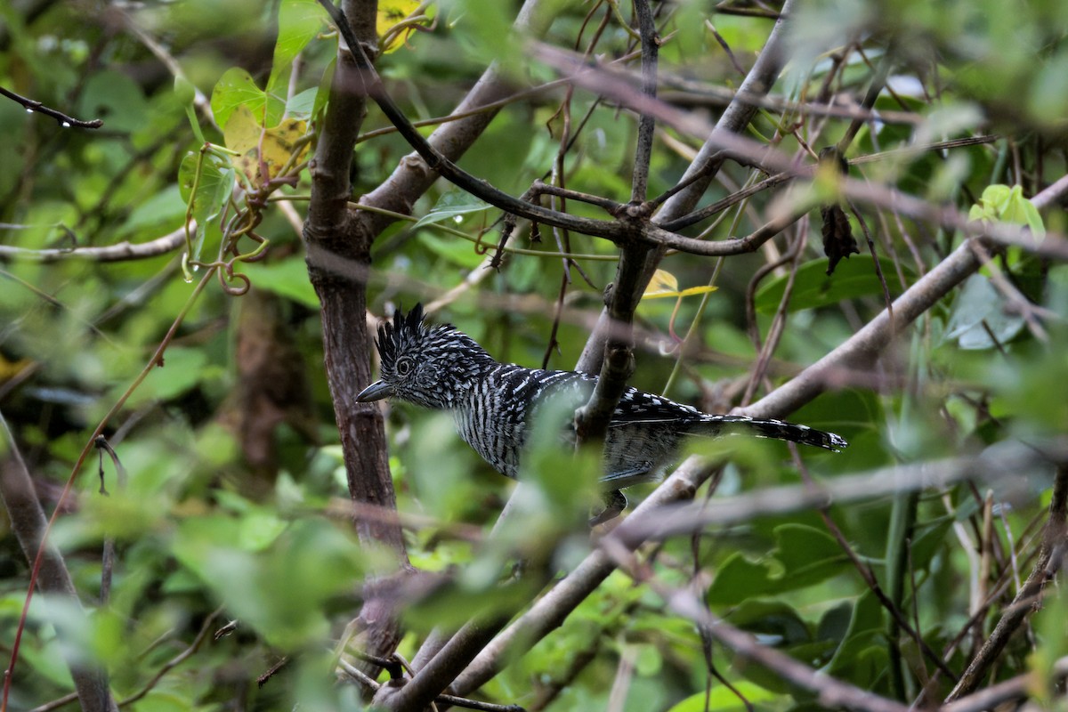 Barred Antshrike - ML646419691