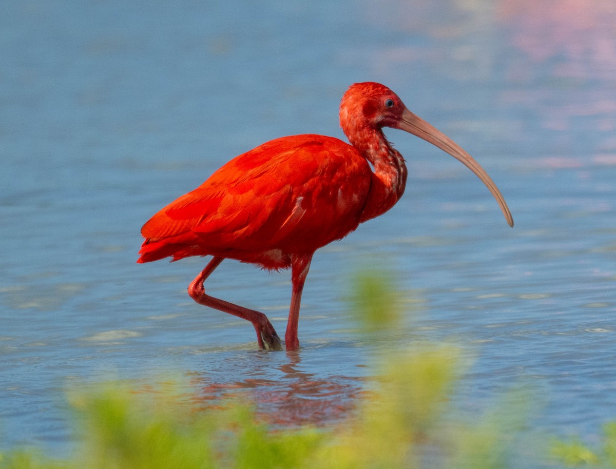 Scarlet Ibis - ML646419692