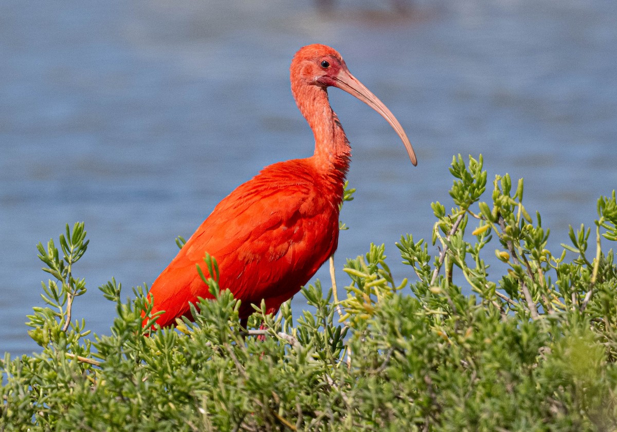 Scarlet Ibis - ML646419693