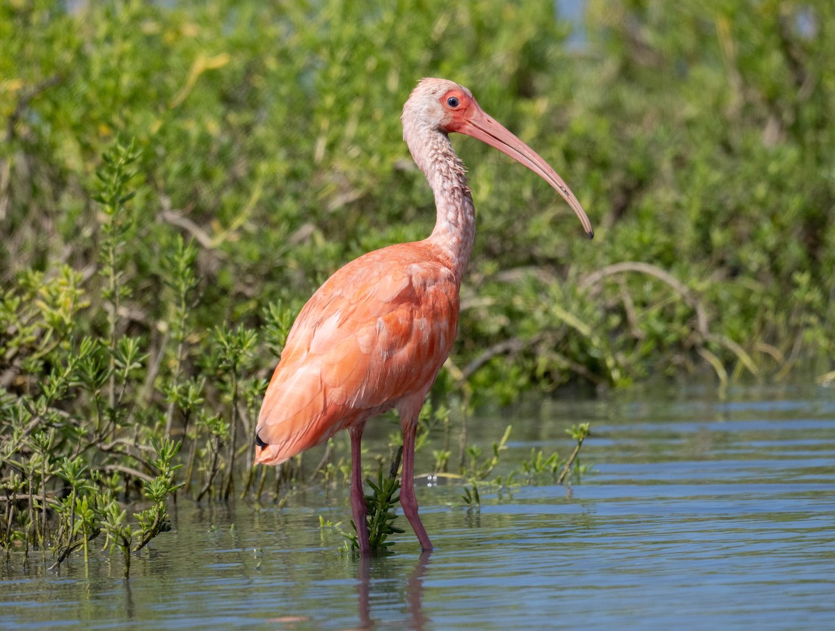 Scarlet Ibis - ML646419694