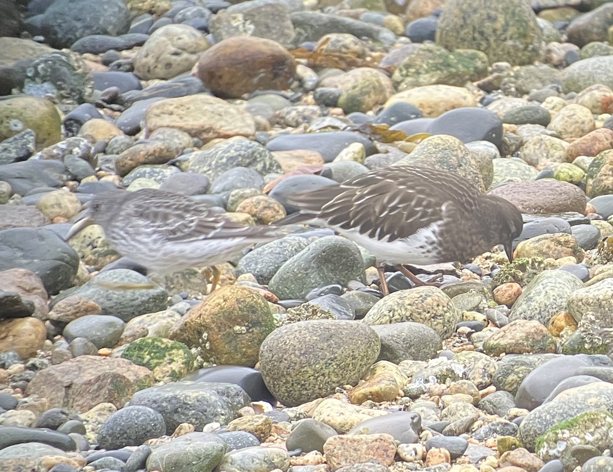Black Turnstone - ML646419696