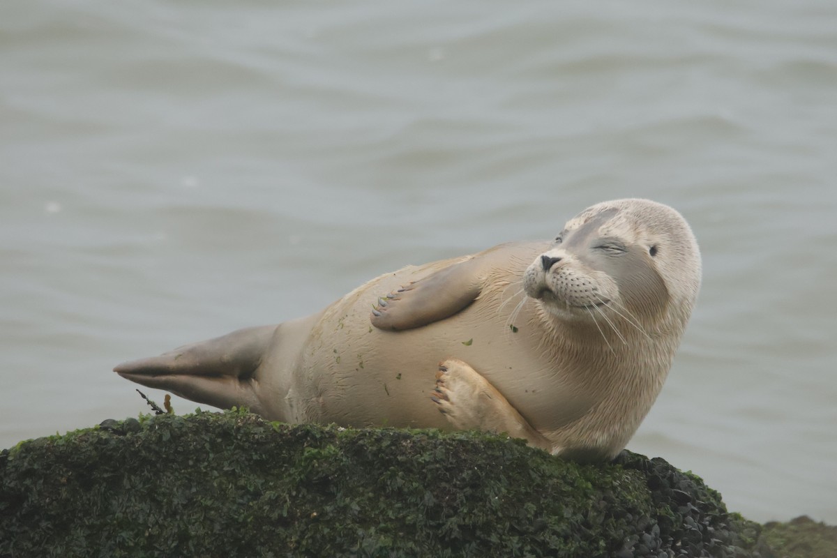 ゼニガタアザラシ - ML646419697