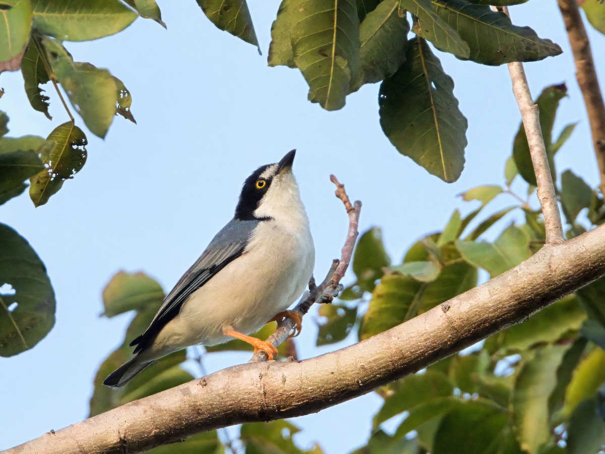 Hooded Tanager - ML646419701