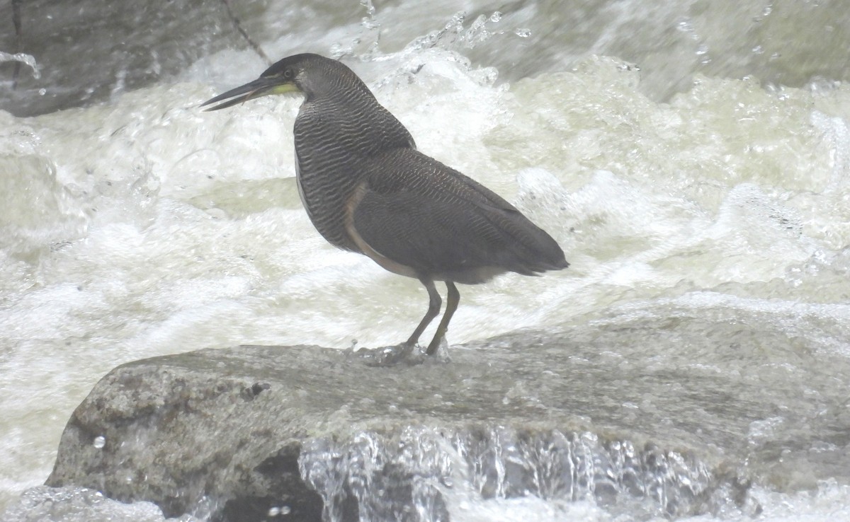 bukač proužkovaný - ML646419703