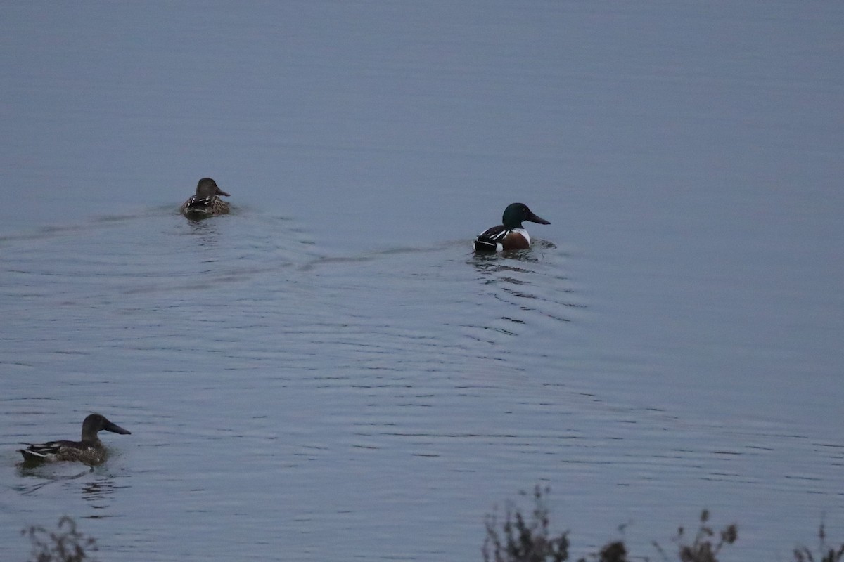 lžičák pestrý - ML646419705
