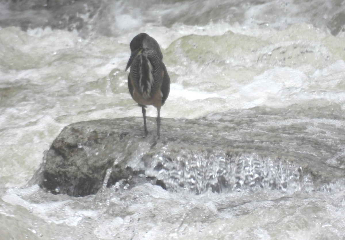 bukač proužkovaný - ML646419706