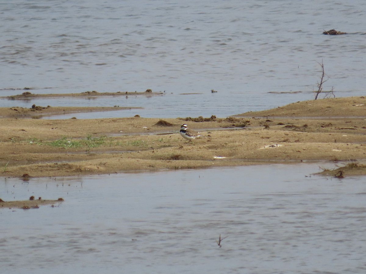 Little Ringed Plover - ML646419707
