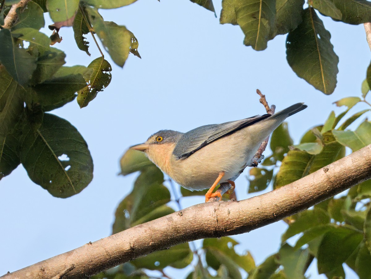 Hooded Tanager - ML646419708