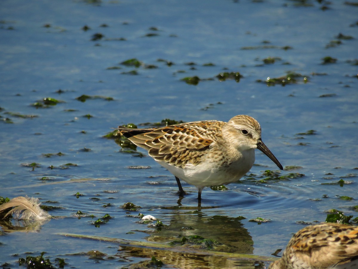 Western Sandpiper - ML64641971