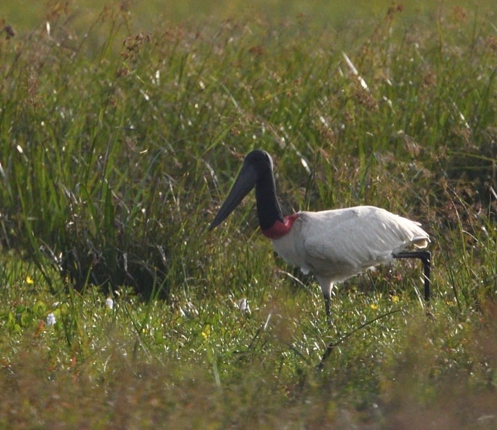 Jabiru - ML646419710