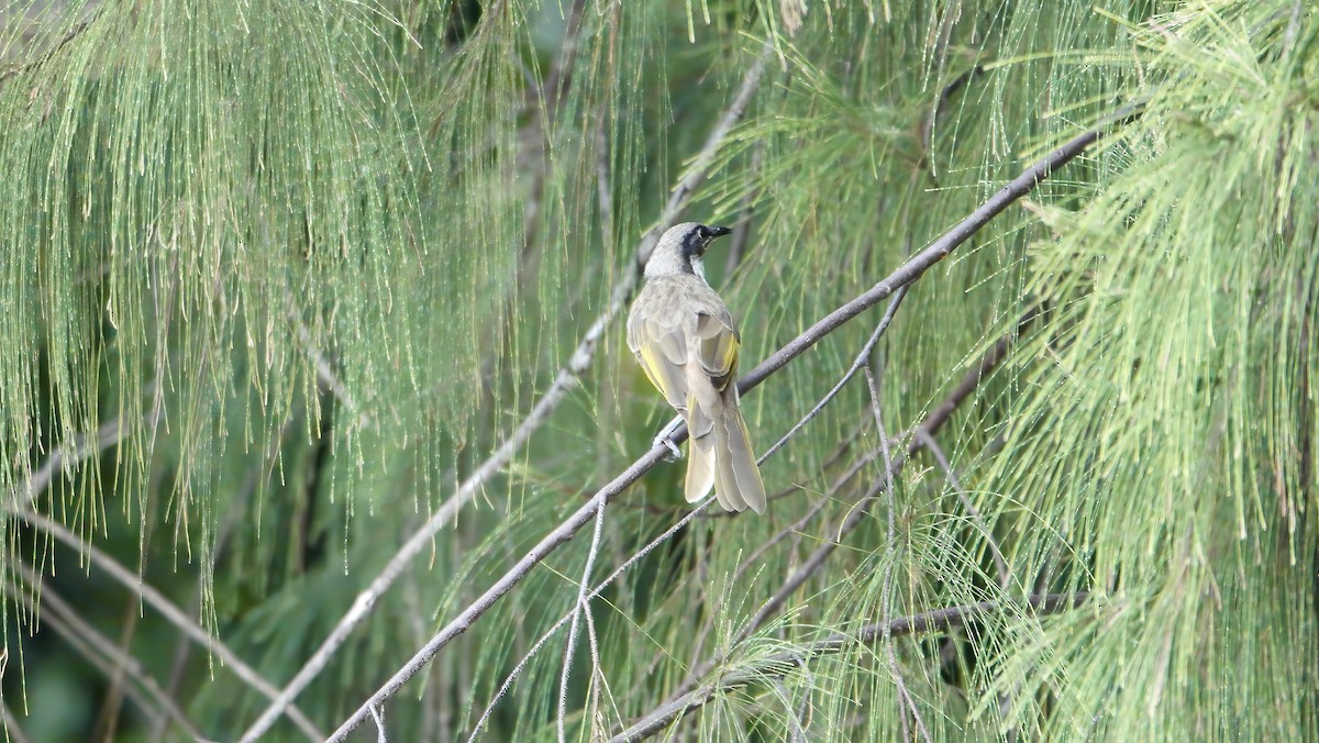 Varied Honeyeater - ML646419711