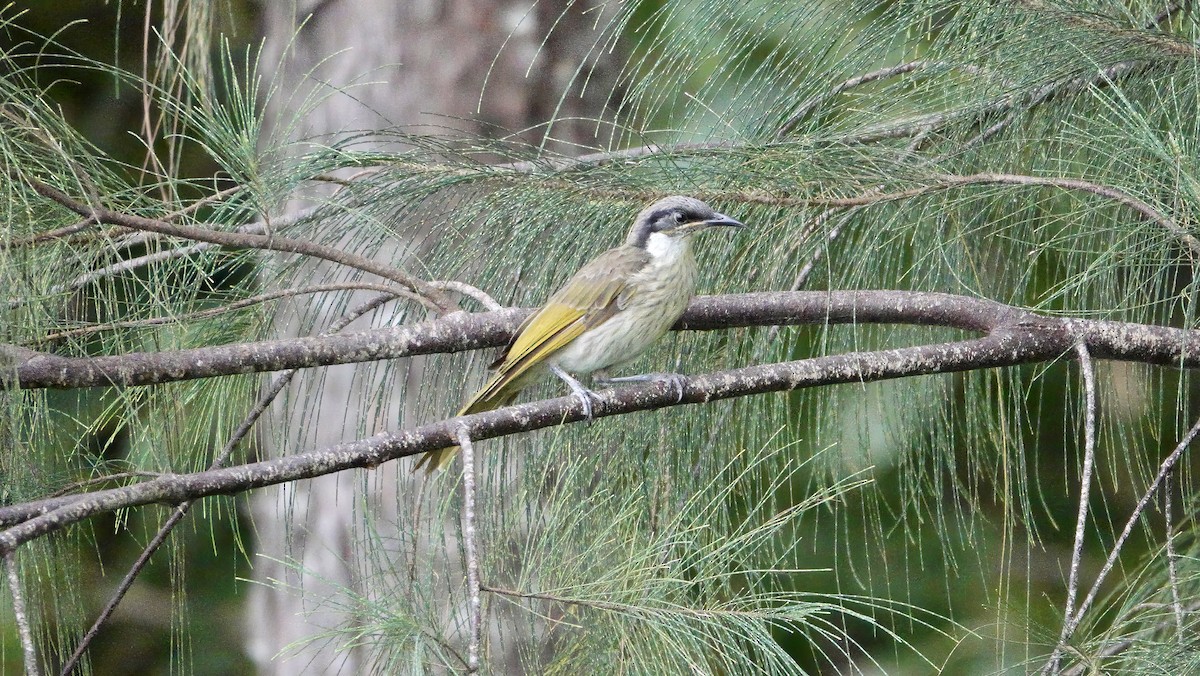 Varied Honeyeater - ML646419712