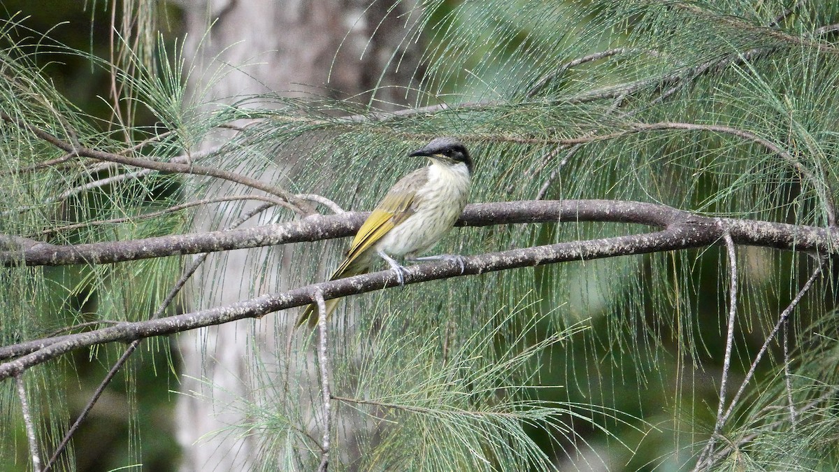 Varied Honeyeater - ML646419713