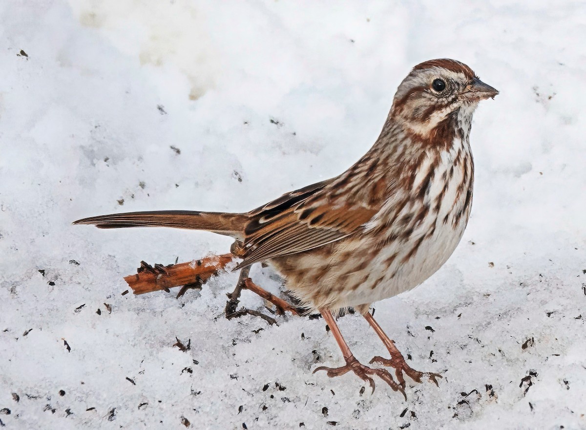 Singammer - ML646419715