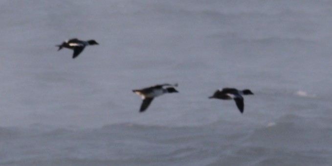 morčák prostřední - ML646419716