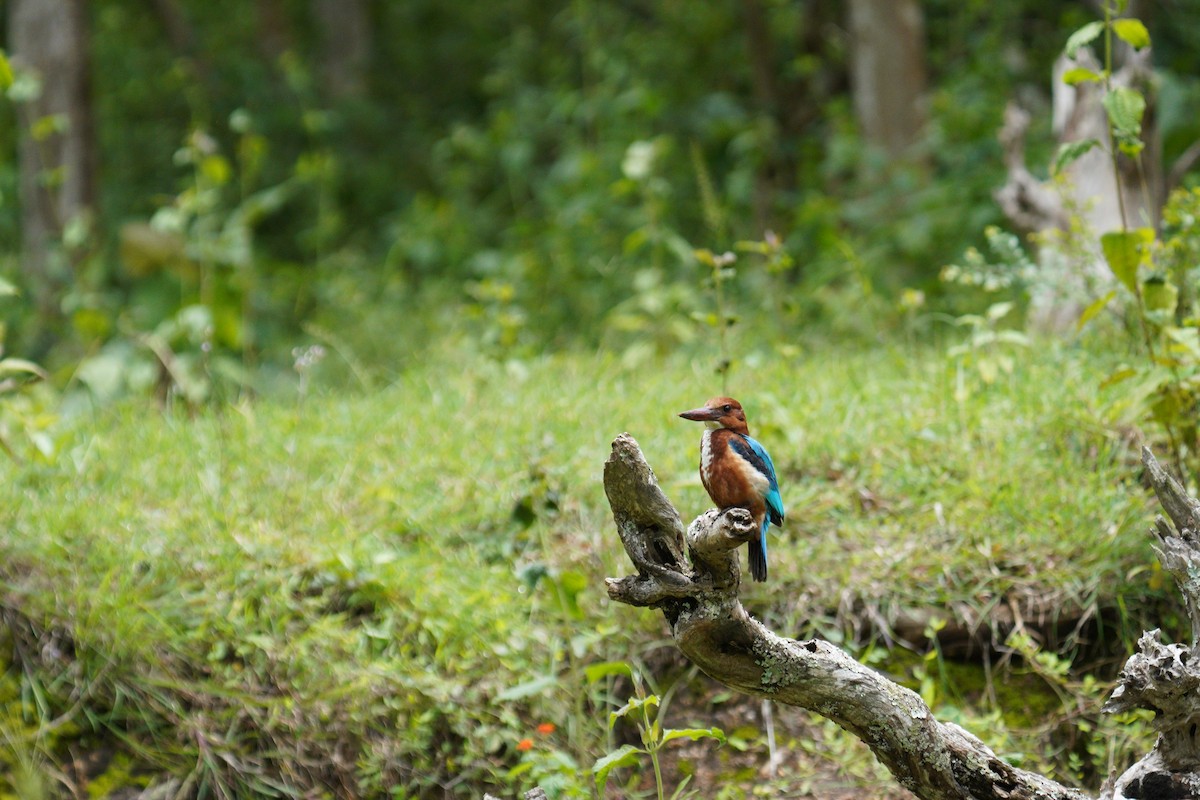 White-throated Kingfisher - ML646419718