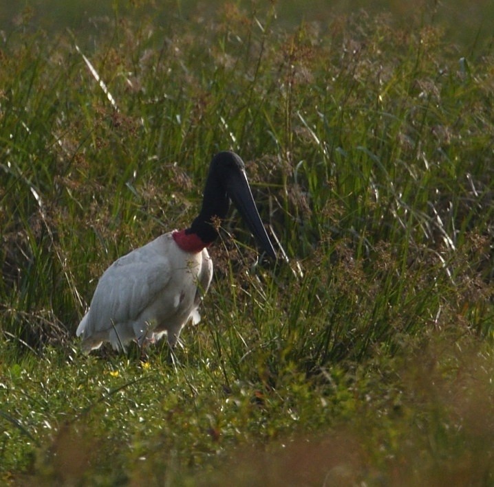 Jabiru - ML646419720