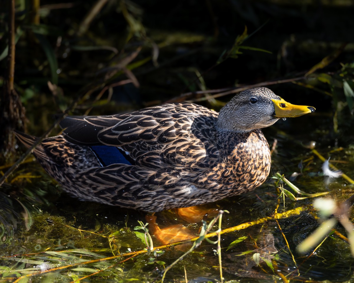 Mottled Duck - ML646419722