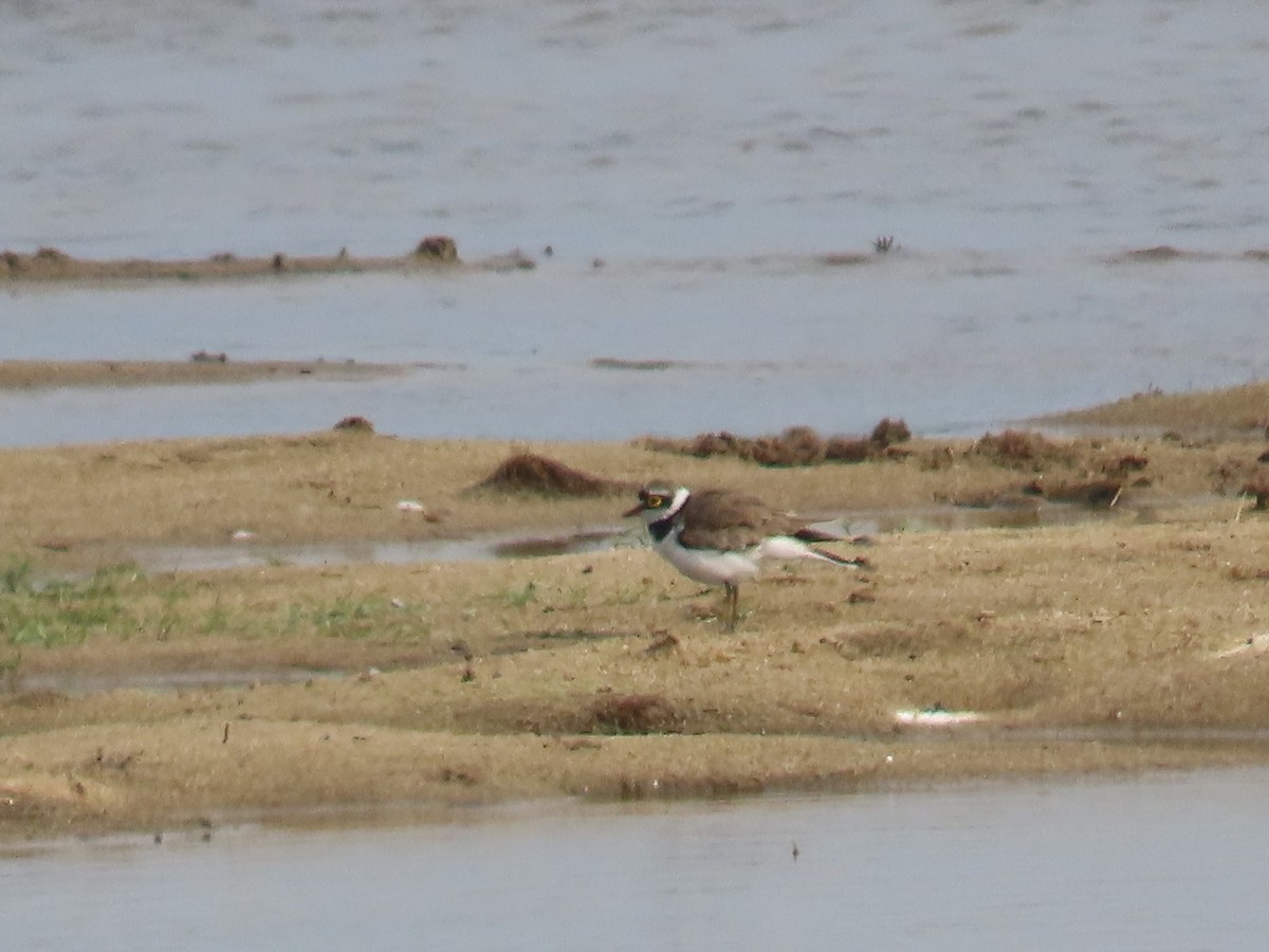 Little Ringed Plover - ML646419723