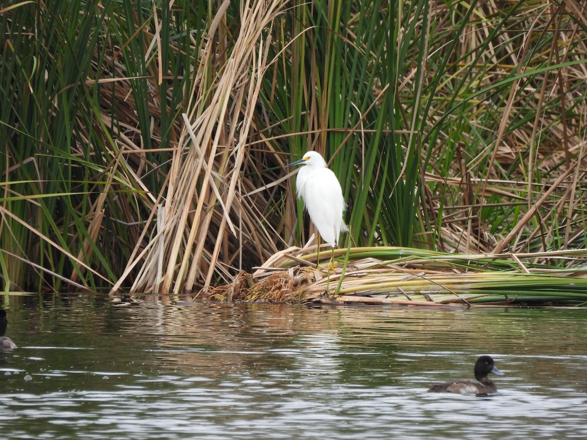 Greater Scaup - ML646419725