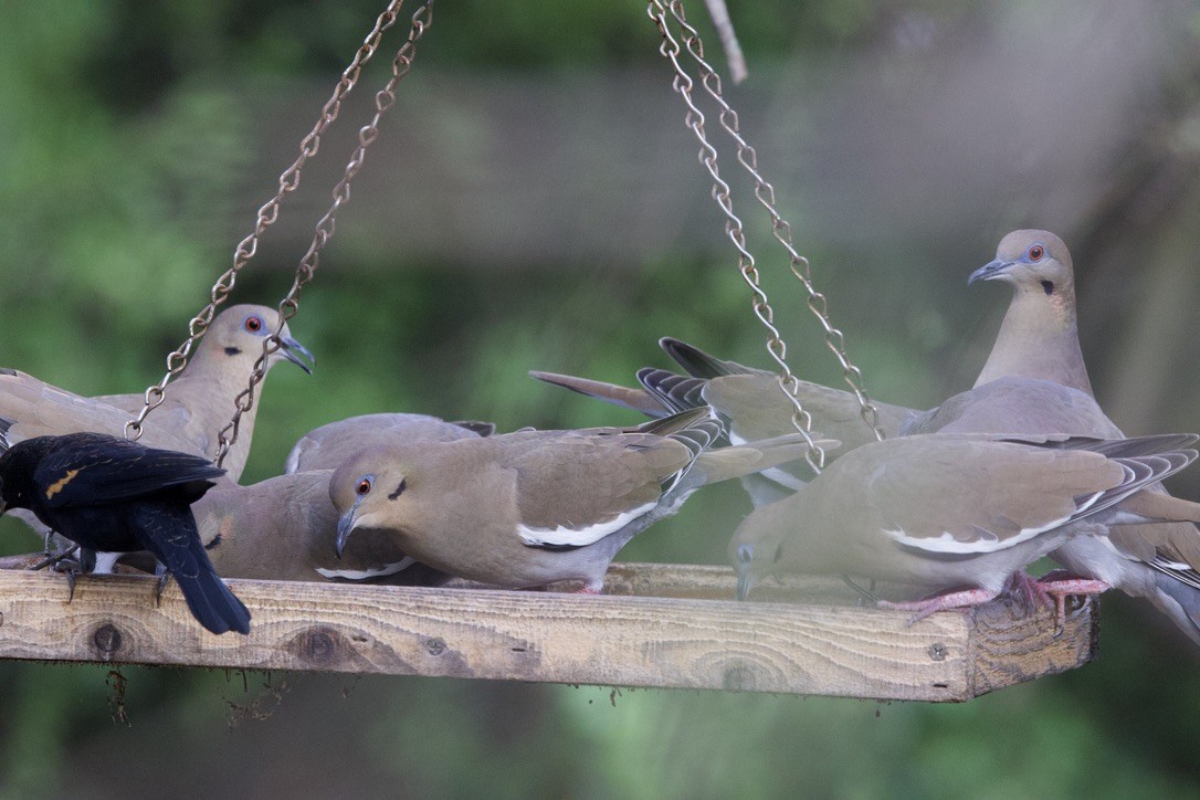 White-winged Dove - ML646419726