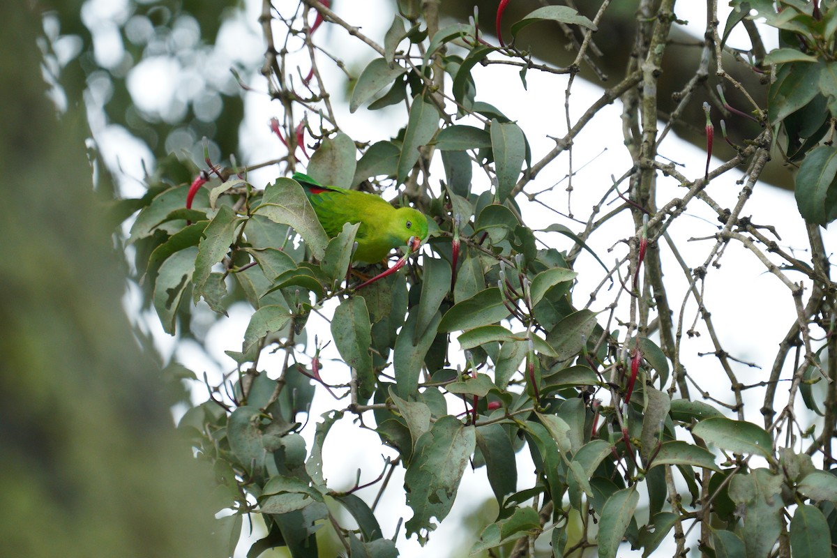 Vernal Hanging-Parrot - ML646419728