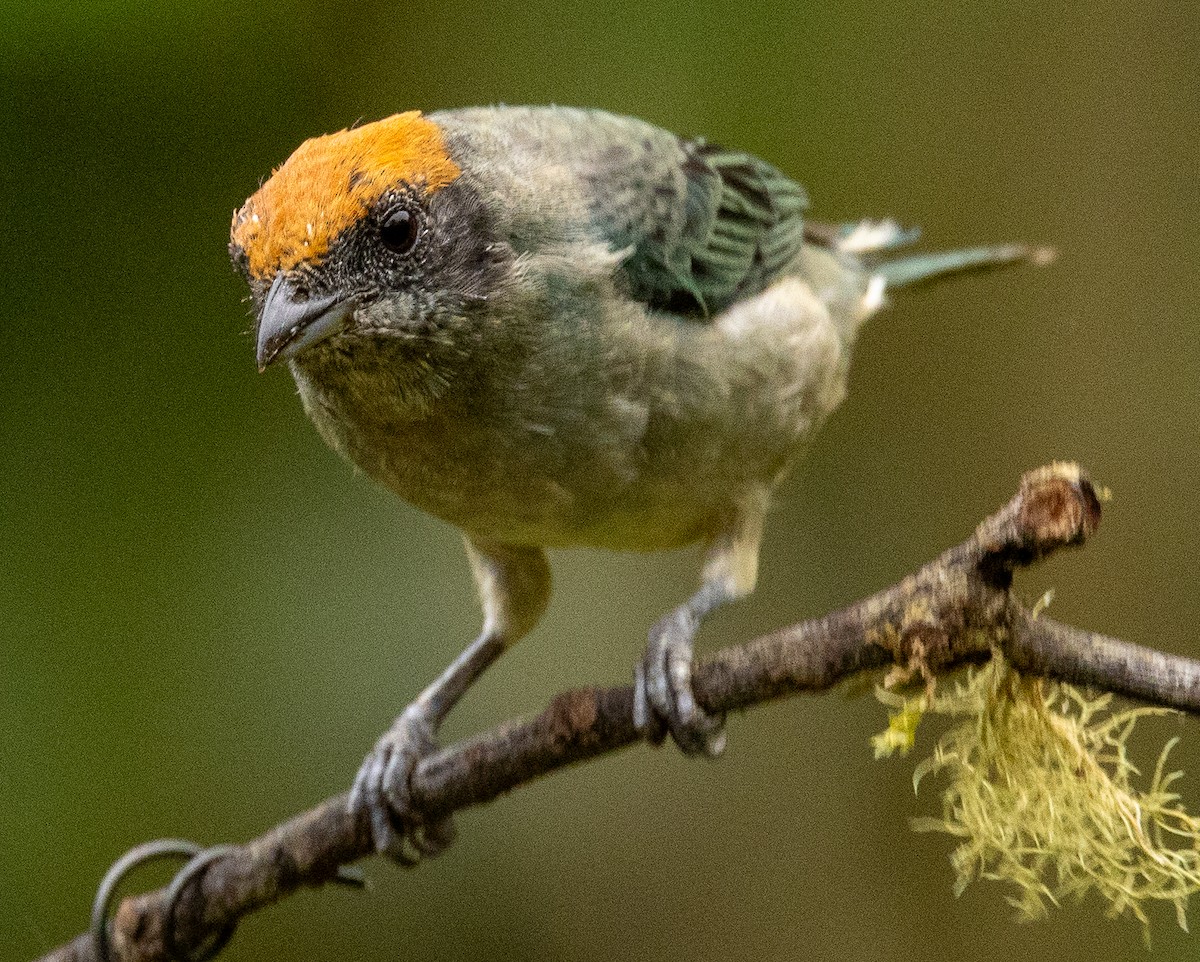 Scrub Tanager - ML646419729