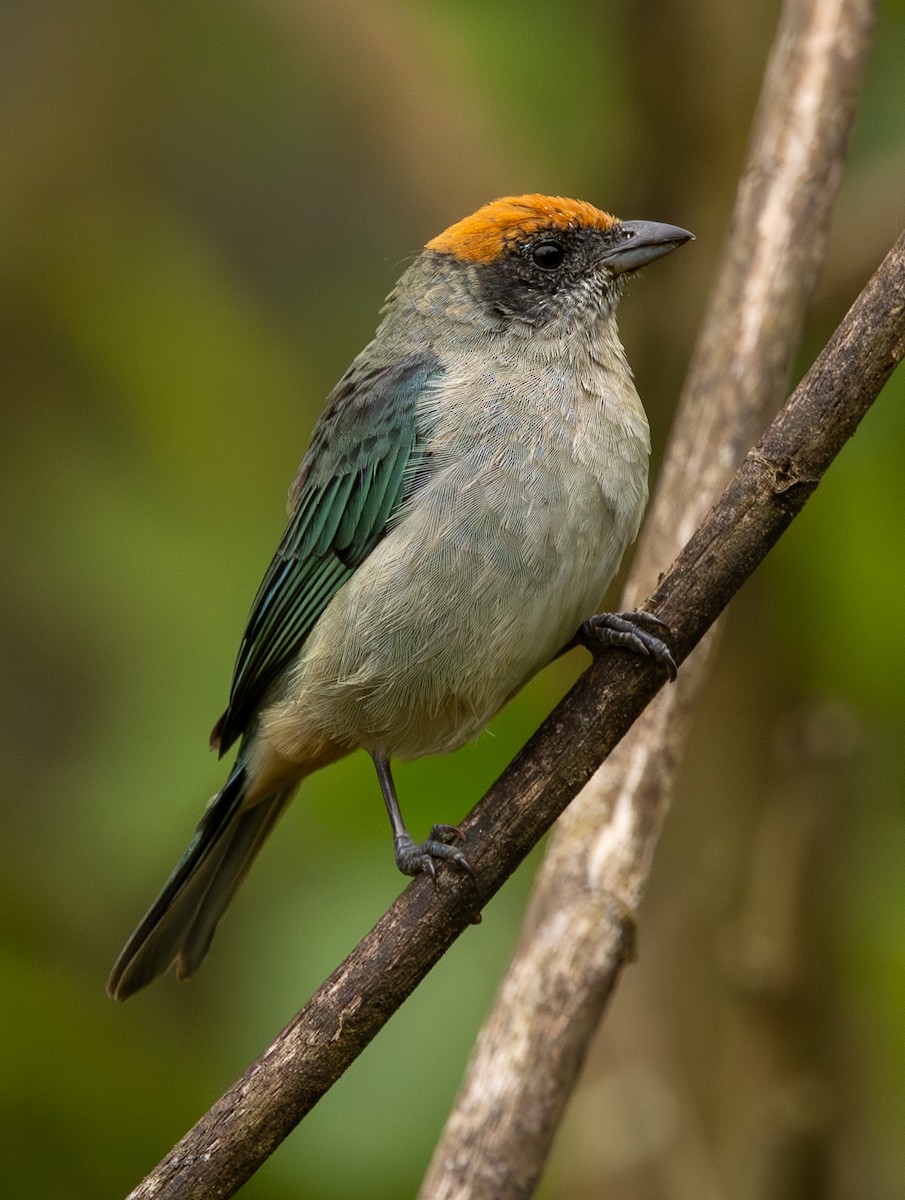 Scrub Tanager - ML646419730