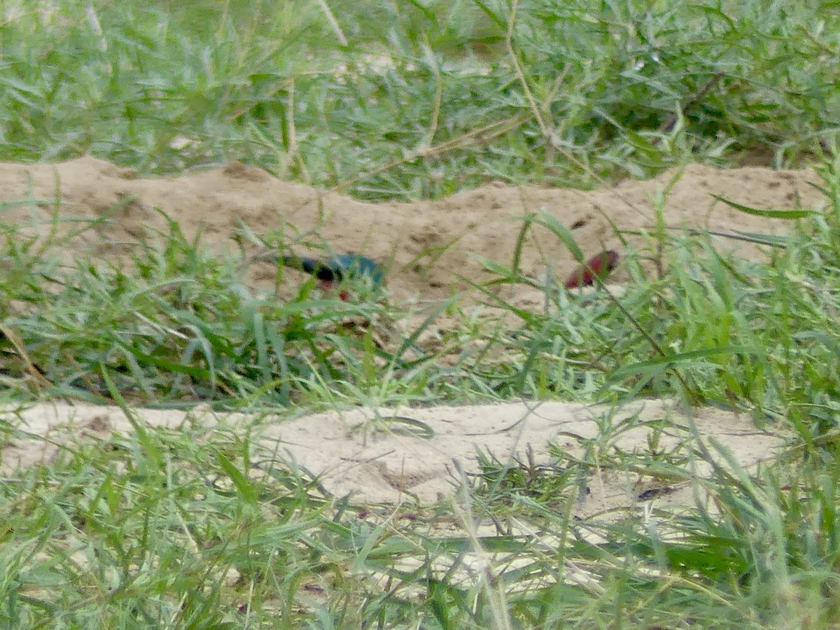 Southern Carmine Bee-eater - ML646419731