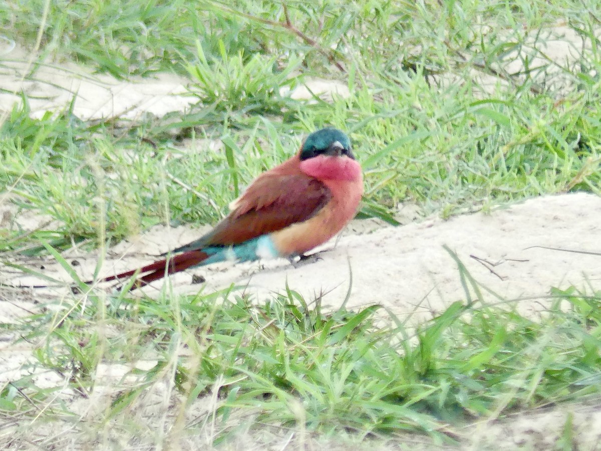 Southern Carmine Bee-eater - ML646419732