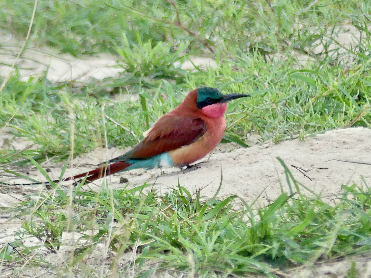 Southern Carmine Bee-eater - ML646419733