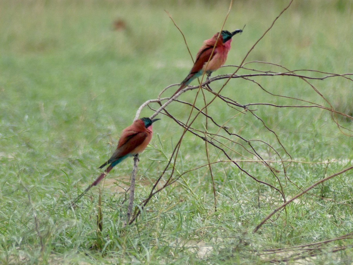 Southern Carmine Bee-eater - ML646419734