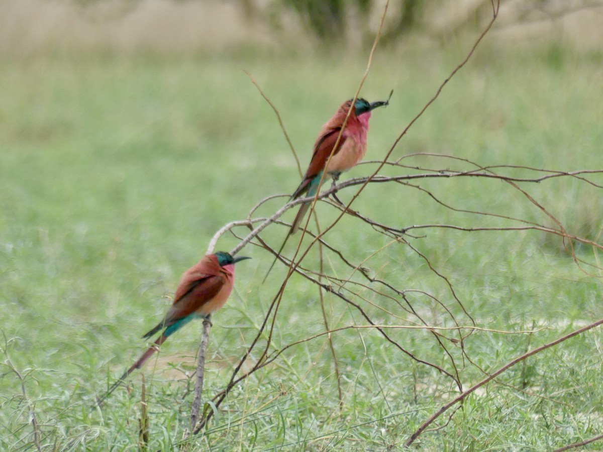 Southern Carmine Bee-eater - ML646419735