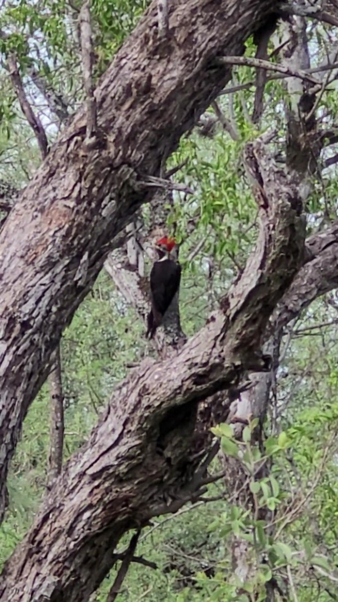 Black-bodied Woodpecker - ML646419736