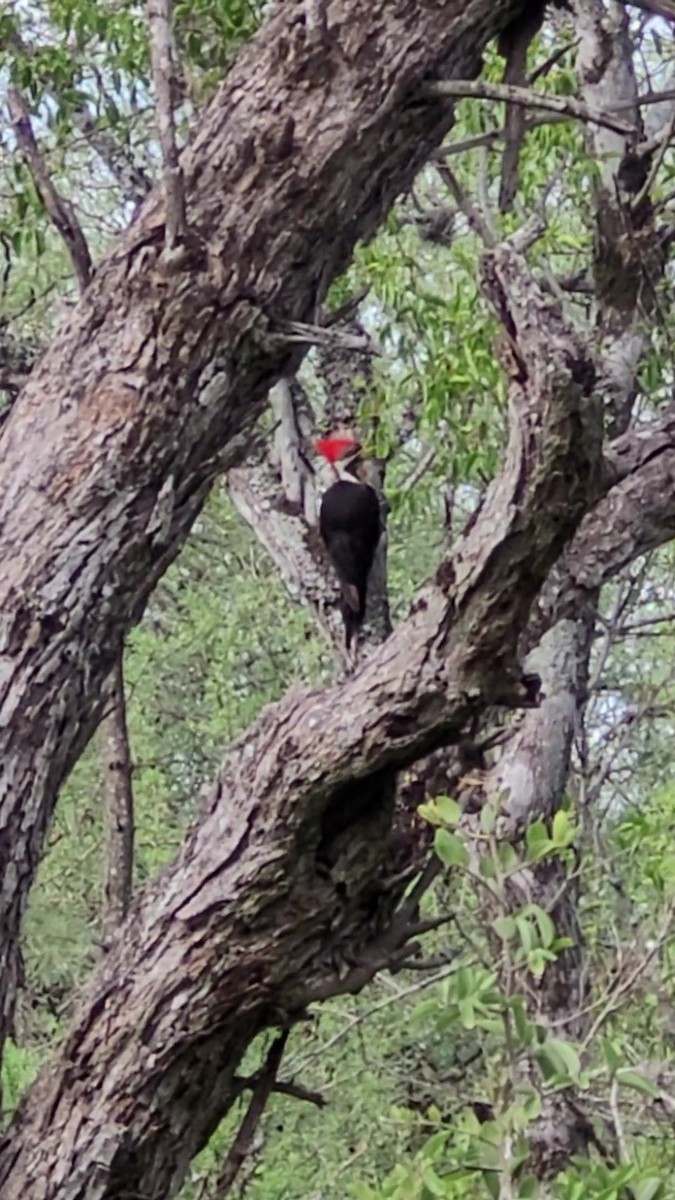 Black-bodied Woodpecker - ML646419737
