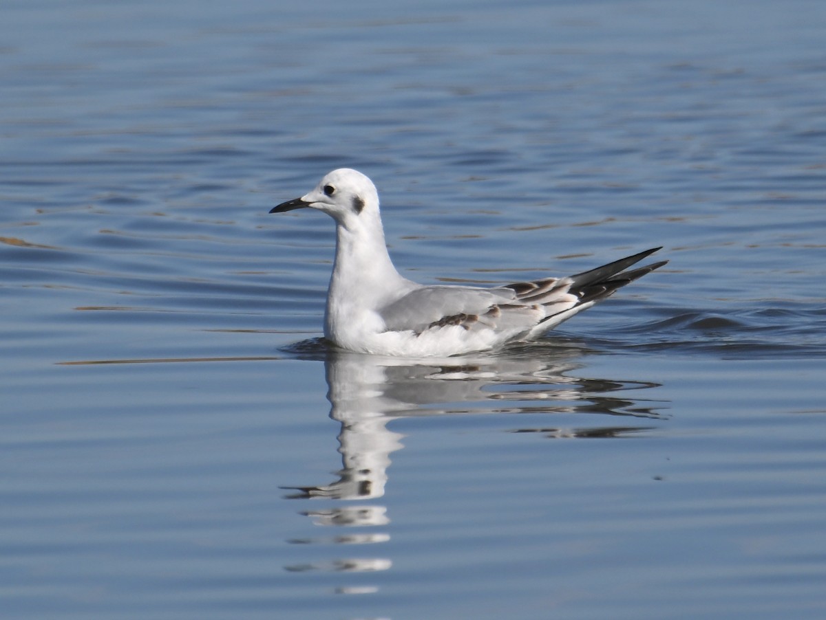 Bonaparte's Gull - ML646419738