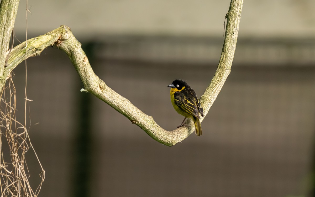 Baglafecht Weaver - ML646419739