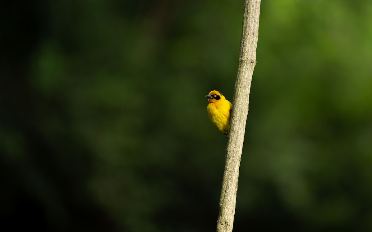 Baglafecht Weaver - ML646419740