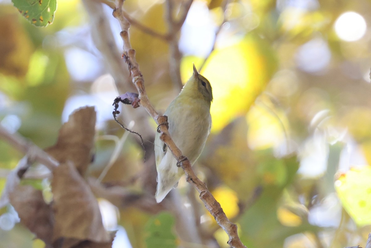 Tennessee Warbler - ML646419741