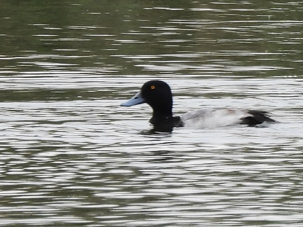 Greater Scaup - ML646419746