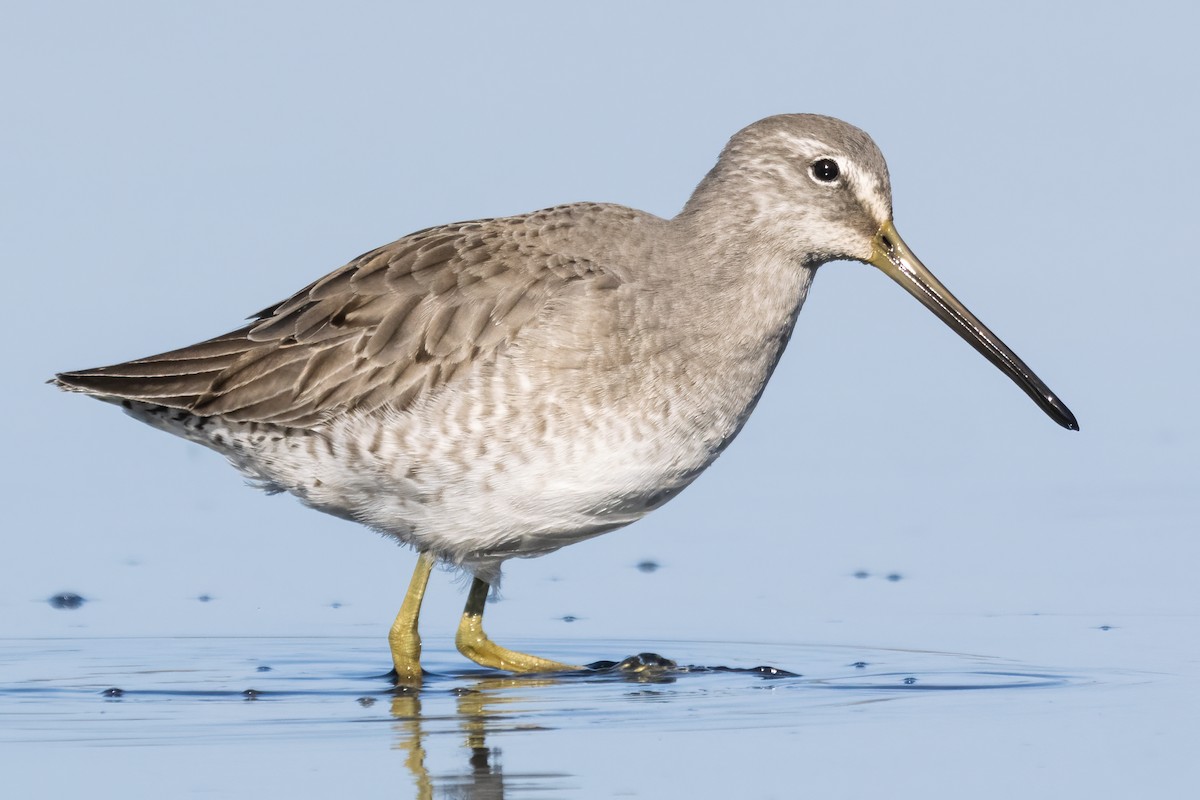 Long-billed Dowitcher - ML646419747