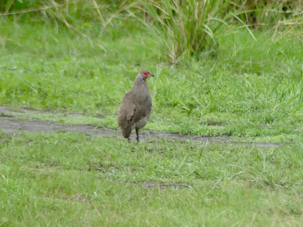 Swainson's Spurfowl - ML646419748