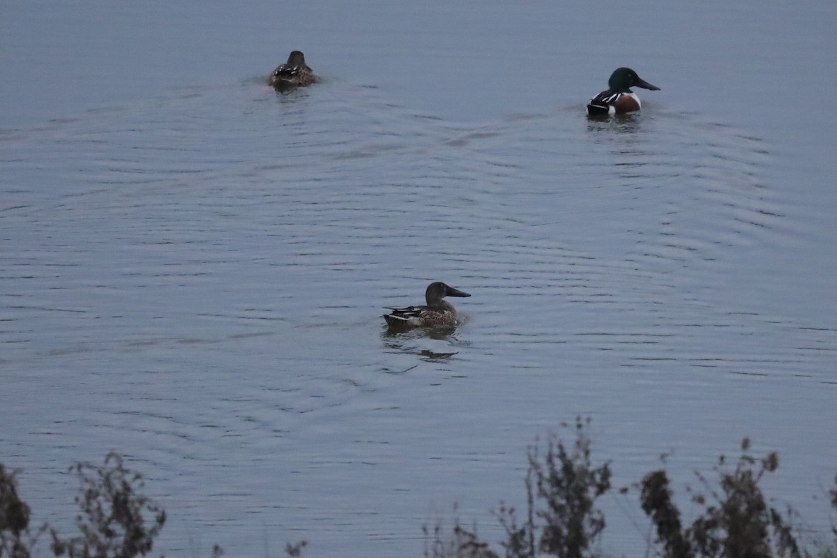lžičák pestrý - ML646419751