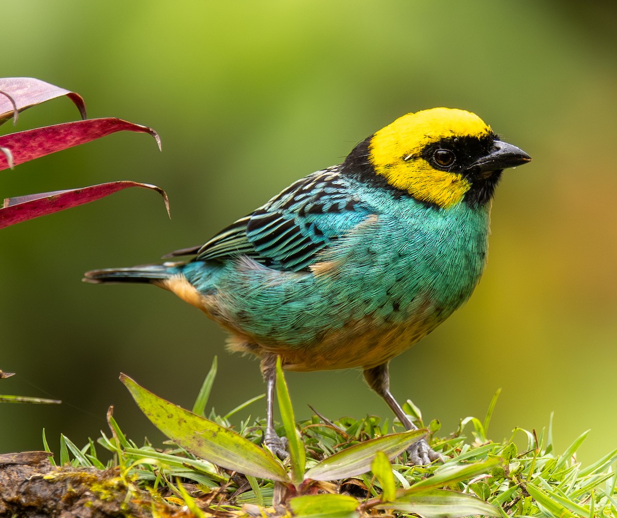 Saffron-crowned Tanager - ML646419752