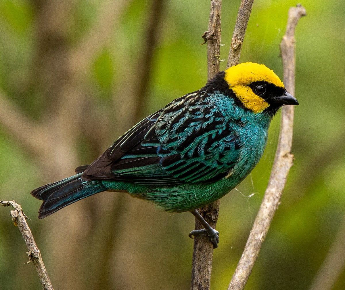 Saffron-crowned Tanager - ML646419753