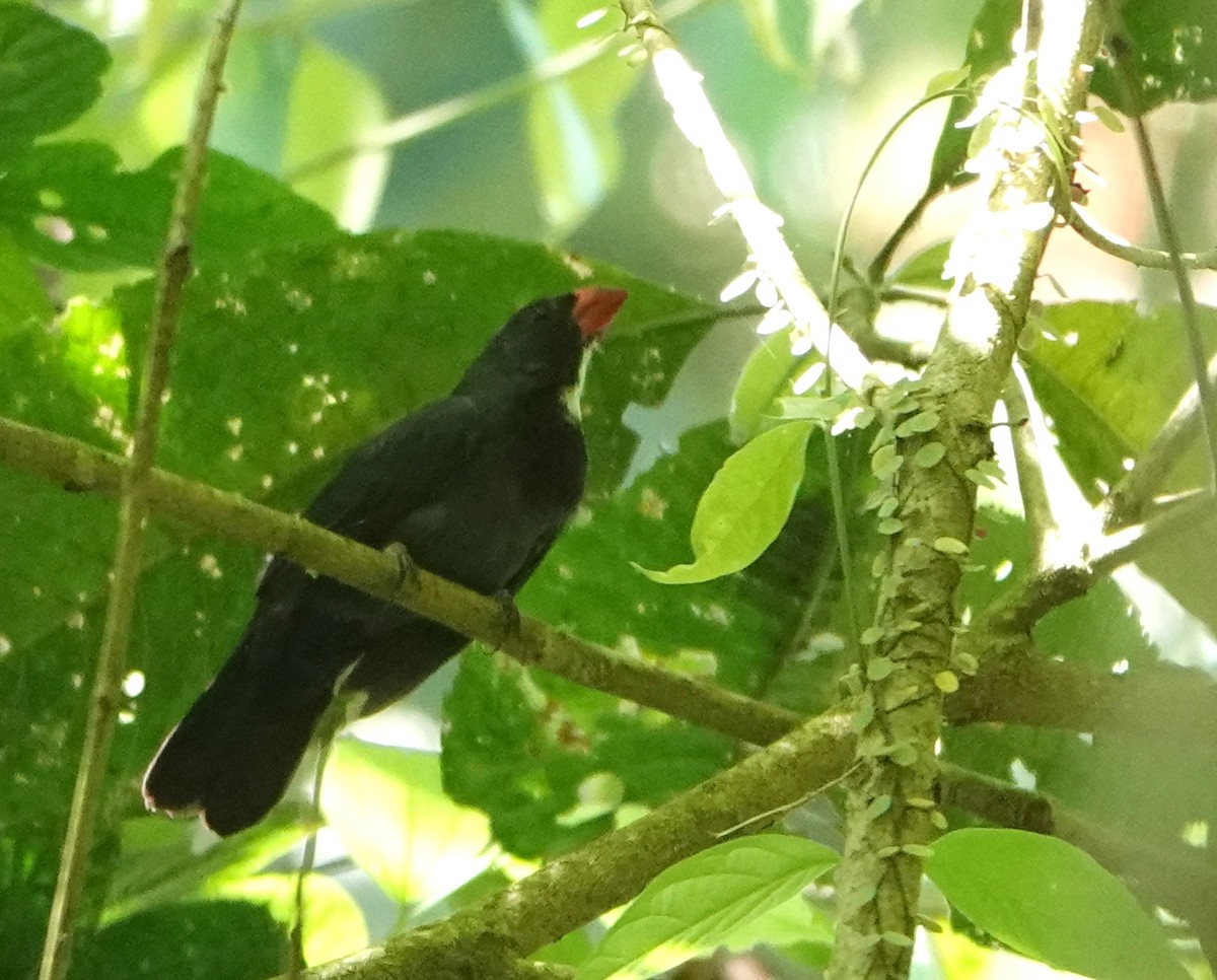 Slate-colored Grosbeak - ML646419755